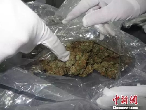 資料圖：大麻。(圖文無關(guān))