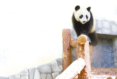 莫斯科動(dòng)物園內(nèi),，大熊貓“丁丁”在愜意地玩耍,。人民日?qǐng)?bào)記者 白 陽(yáng)攝