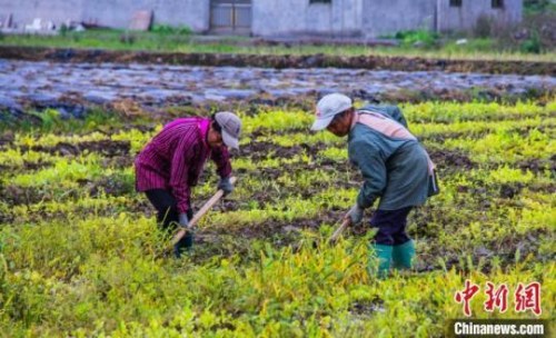 資料圖：圖為廣西靈川縣中南村村民開(kāi)始翻地播種,。楊宗盛 攝