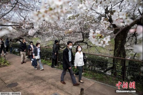 資料圖：日本東京上野公園游人戴口罩賞櫻花,。