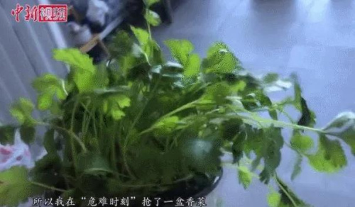 易小婧在花盆中種植的香菜,。