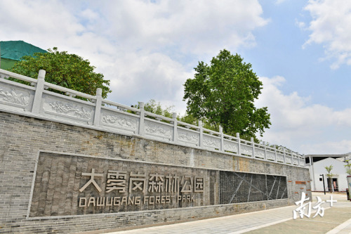 大霧崗森林公園從一個荒涼小山崗蛻變成為高顏值公園。南方日報記者 戴嘉信 攝