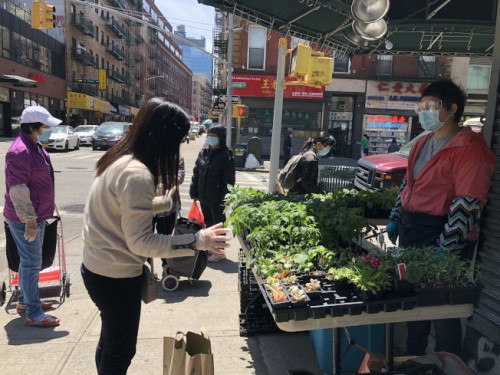 游女士(右)在華埠街頭賣蔬果菜苗,，雖然疫情期間行人較少,，但生意仍相當(dāng)火熱。(記者顏嘉瑩/攝影)