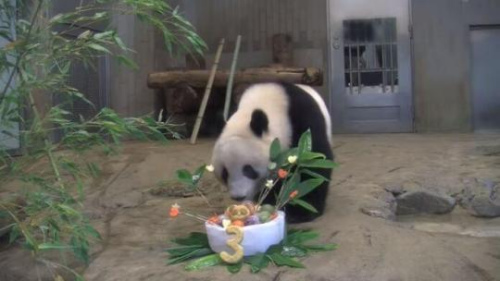 6月12日,,旅日大熊貓“香香”迎來3歲生日,日本東京上野動(dòng)物園特意為其錄制視頻,,線上慶生,。(圖片來源:東京上野動(dòng)物園官網(wǎng)視頻截圖) 6月12日,,旅日大熊貓“香香”迎來3歲生日,,日本東京上野動(dòng)物園特意為其錄制視頻,線上慶生,。(圖片來源:東京上野動(dòng)物園官網(wǎng)視頻截圖)