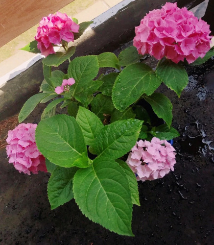 小雨養(yǎng)的繡球花,。（受訪者供圖）