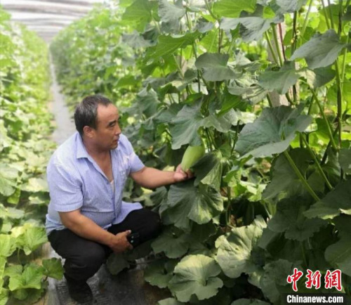 牛忠安來到合作社,,查看蔬菜的種植情況。牛忠安供圖 牛忠安來到合作社,查看蔬菜的種植情況,。牛忠安供圖