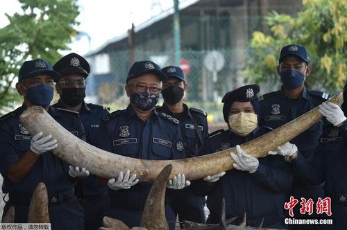 馬來西亞史上最大象牙走私案 一顆象牙需要3人托起