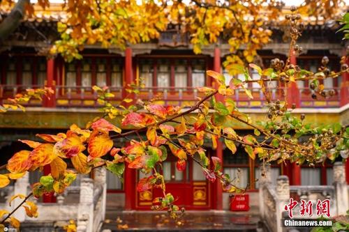 故宮御花園秋雨綿綿 繽紛秋葉裝點(diǎn)紅墻金瓦