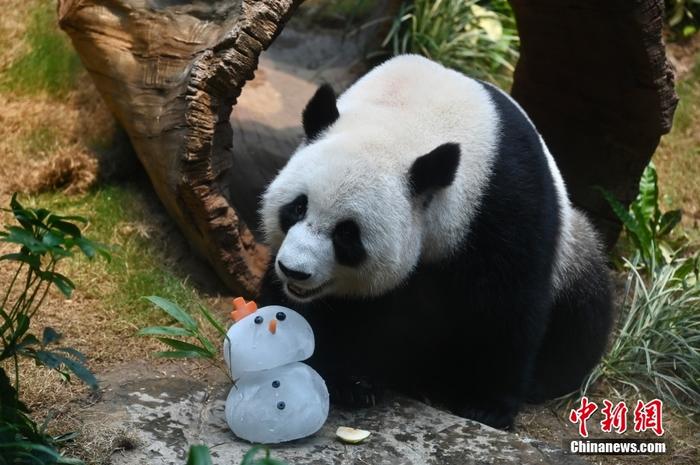 香港海洋公園為大熊貓“安安”“可可”準備冬日禮物