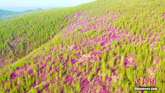 2萬畝杜鵑花海綻放大興安嶺