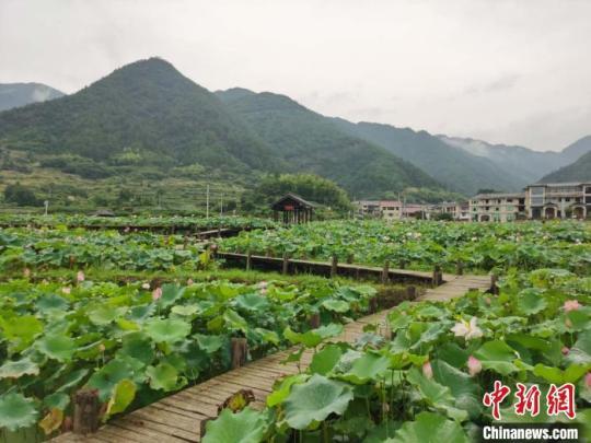 新陶村美麗荷花池 周禹龍 攝