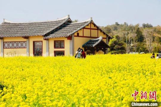 湄洲島上油菜花盛開,。　林春盛 攝