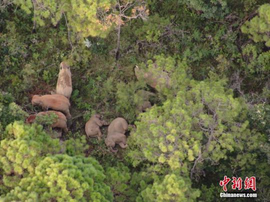 資料圖：林地中的象群,。 云南省森林消防總隊 供圖