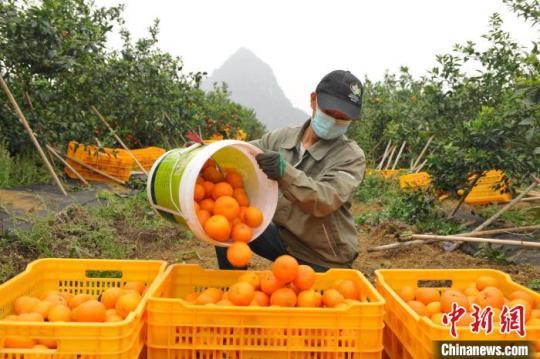 圖為農(nóng)民正從田中收獲沃柑,?！V西金光農(nóng)場供圖