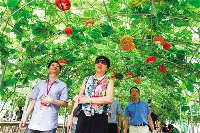 圖為考察團(tuán)在蒼南參觀天福臺(tái)灣農(nóng)業(yè)示范園