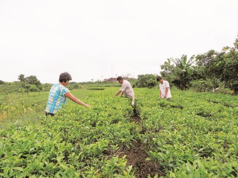 中國僑網(wǎng)大南山僑區(qū)積極打造生態(tài)觀光農(nóng)場特色旅游區(qū),推動茶葉種植基地轉型升級,。(《揭陽日報》/黃健新 攝)