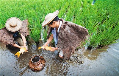 中國僑網(wǎng)稻魚共生,。(吳煥章 攝)