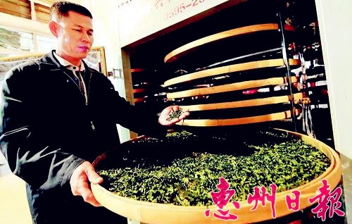 中國僑網(wǎng)加工好的潼僑綠茶。(魏云鶴 攝)
