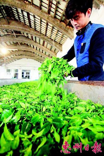 中國僑網(wǎng)即將進入烘焙的茶葉。(魏云鶴 攝)