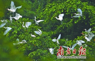 中國(guó)僑網(wǎng)小鳥(niǎo)天堂,。(陳平生 攝)