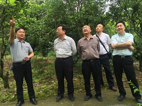中國僑網(wǎng)