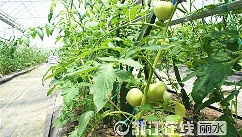 中國僑網(wǎng)