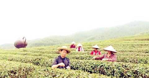 大南山僑區(qū)茶農在摘茶,。黃健新