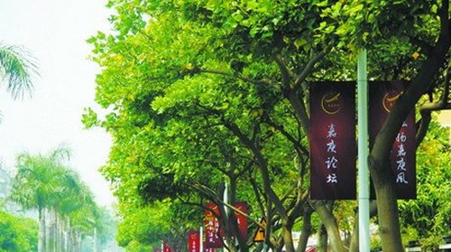 “嘉庚論壇”的海報(bào)、嘉庚精神標(biāo)語等氣氛布置已經(jīng)上街(應(yīng)潔