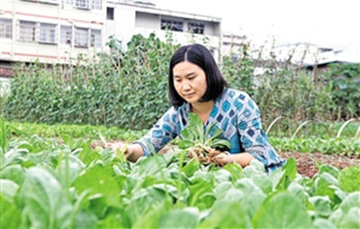 廖汝香經(jīng)營(yíng)的餐廳供應(yīng)的菜都是在自家菜園采摘的。