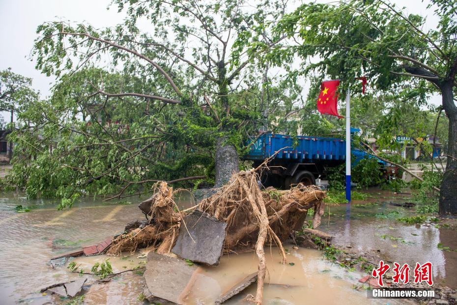 圖為海南省萬(wàn)寧市龍滾鎮(zhèn)的街道邊的大樹被大風(fēng)連根拔起,,砸在停在一邊的卡車上。駱云飛