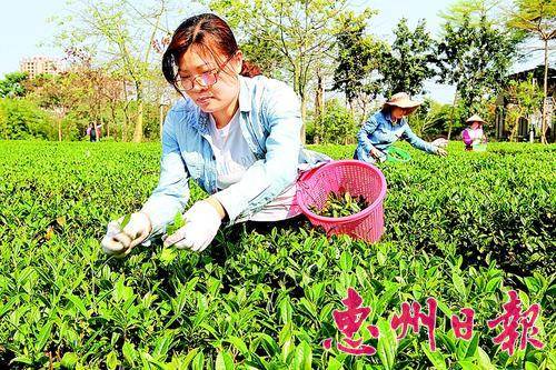 中國僑網春光明媚的清晨,,茶農忙著采摘清明前首批春茶,。