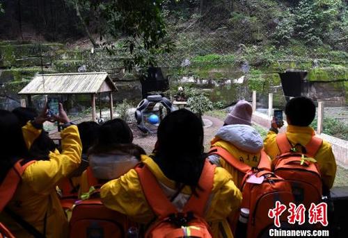 中國僑網(wǎng)圖為華裔青少年在重慶動物園內(nèi)拍大熊貓啃竹子,?!≈芤恪z