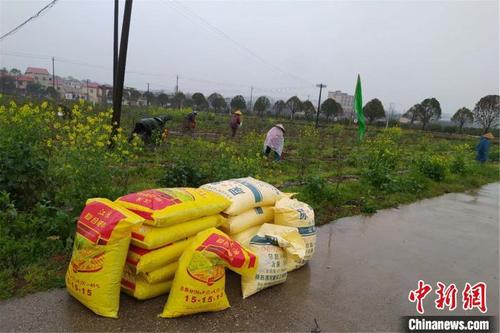 中國僑網(wǎng)3月5日,江西省上高縣敖山鎮(zhèn)洋林歸僑少數(shù)民族聚居村村民給藍(lán)莓樹修剪春枝,除草施肥,。上高縣委宣傳部供圖