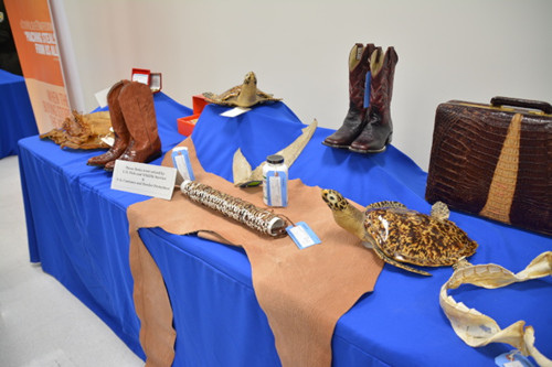 美國聯(lián)邦魚類與野生動物局,、國際公益組織野生救援及美國海關(guān)及邊境保護局合作,,推出全美抵制野生動物走私的運動,,7日展示查獲的產(chǎn)品,。(美國《世界日報》/吳佩甄