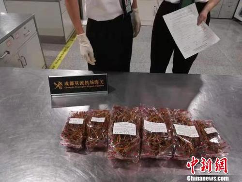 中國僑網(wǎng)成都海關(guān)從老撾入境航班中查獲的瀕危植物鐵皮石斛,。成都海關(guān)供圖