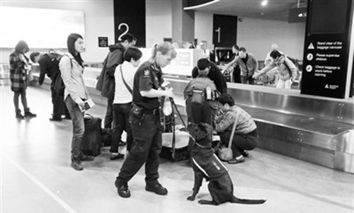 在新西蘭奧克蘭國際機(jī)場,,邊檢人員帶著警犬進(jìn)行入境行李檢查,。
