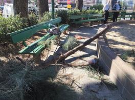 舊金山華盛頓廣場公園的大樹干倒下砸中華裔婦人。(圖片來源:美國《星島日報》)