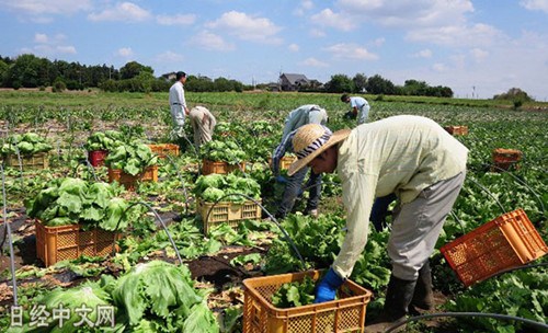 在日本農(nóng)地里勞動的外國技能實(shí)習(xí)生,。(日經(jīng)中文網(wǎng))