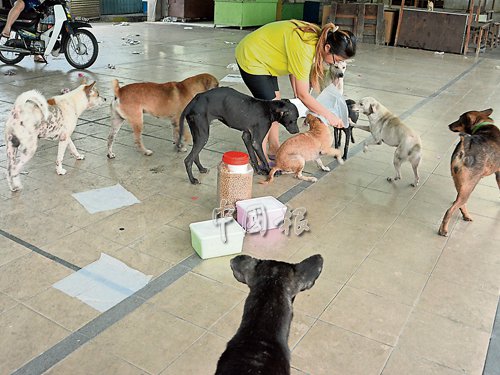 似乎嗅到飯食味道,一群流浪狗等候陳儀庭派食,。(馬來(lái)西亞《中國(guó)報(bào)》)