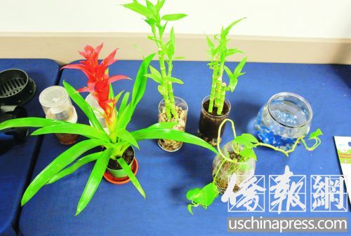 加州居民家中常種植這類無需太多陽光的植物,,但它們有可能成為室內(nèi)藏蚊子的地方,。(美國《僑報》/邱晨