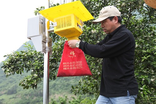 德生堂石門種植基地采用綜合性病蟲害防治技術(shù),。圖為鐘文君博士在太陽能頻譜滅蟲燈收集被誘捕的害蟲,。