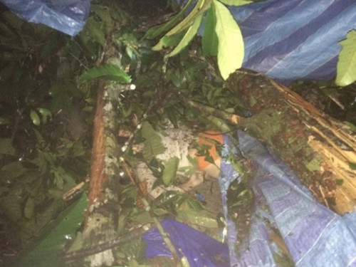 傷者被倒樹壓中,,動(dòng)彈不得。(馬來西亞《星洲日報(bào)》)