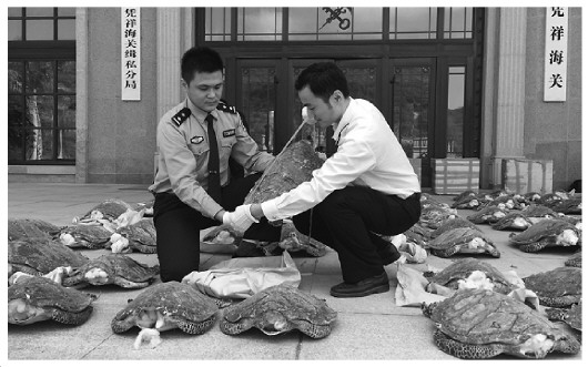 圖為憑祥海關(guān)辦案人員正在清點查獲的走私玳瑁,。(本報記者 蔡巖紅 攝)