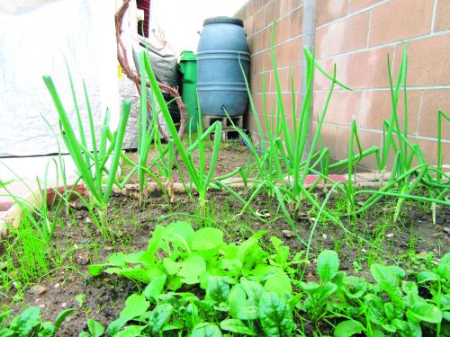 中國僑網華人居民用雨桶存水種菜。(美國《僑報》/翁羽 攝)