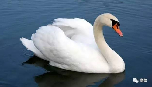 中國僑網(wǎng)(意燴微信公眾號)