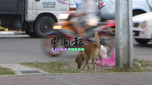 中國僑網(wǎng)(馬來西亞《中國報》)