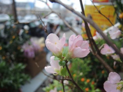 中國(guó)僑網(wǎng)桃之夭夭,,灼灼其華,。(美國(guó)《世界日?qǐng)?bào)》/王靖雯 攝)