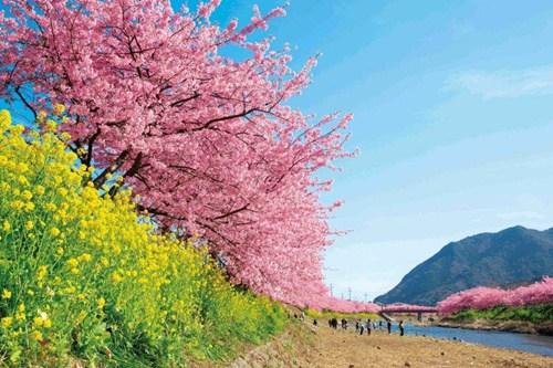 中國僑網(wǎng)(日本新華僑報網(wǎng))