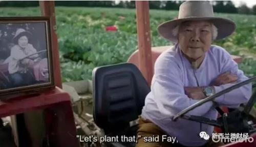 中國僑網(wǎng)Fay駕駛拖拉機耕種著紅薯田,,左邊的相片是她年輕的時候。(新西蘭天維網(wǎng))