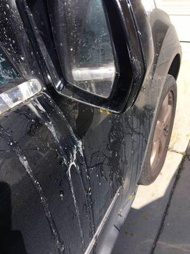中國僑網(wǎng)楊先生的車被雞蛋砸中,。(美國《世界日報》/讀者提供)